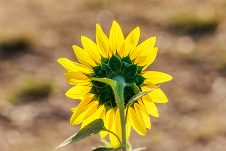 close up sunflowers back view and blur backgroundの写真素材