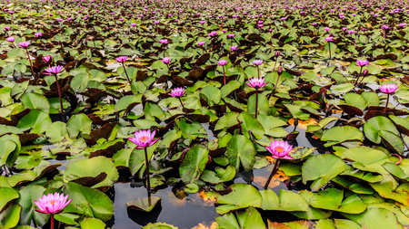 Lotus flower and Lotus flower plantsの写真素材
