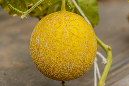 Yellow Cantaloupe melon growing in a greenhouse.の写真素材