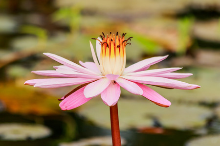 Lotus flower and Lotus flower plantsの写真素材