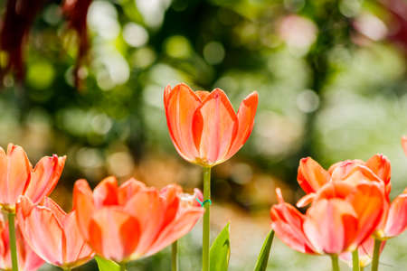 Beautiful tulips in tulip field with bouquet  backgroundの写真素材