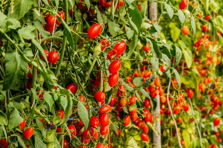 Fresh cherry tomato on a branch in the garden.の写真素材