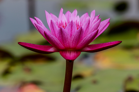 Lotus flower and Lotus flower plantsの写真素材