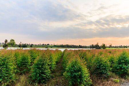 young Eucalyptus forest under sunlightの写真素材