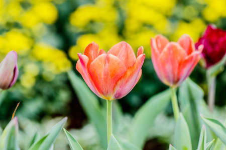 Beautiful tulips in tulip field with bouquet  backgroundの写真素材