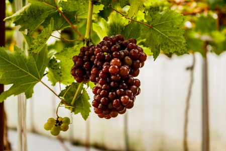 Healthy fruits Red wine grapes ripening in the vineyardの写真素材