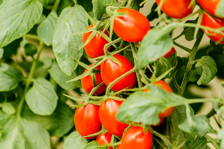 Fresh cherry tomato on a branch in the garden.の写真素材