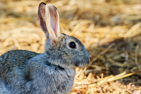 beautiful rabbit on the farm thailand.の写真素材
