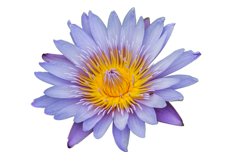 Lotus flower isolate white backgroundの写真素材
