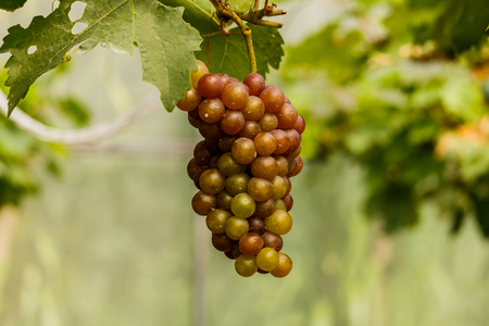 Healthy fruits Red wine grapes ripening in the vineyardの写真素材