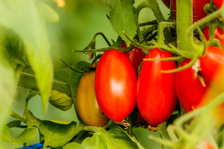 Fresh cherry tomato on a branch in the garden.の写真素材