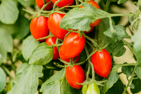 Fresh cherry tomato on a branch in the garden.の写真素材