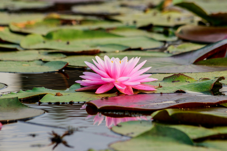Lotus flower and Lotus flower plantsの写真素材