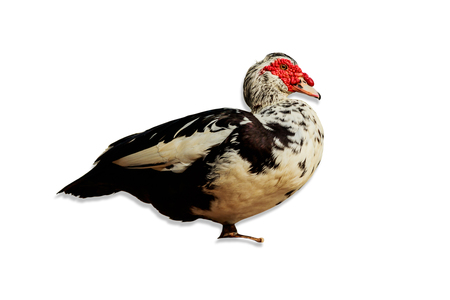 Duck standing isolate white background with clipping path.の写真素材