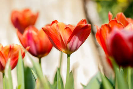 Beautiful tulips in tulip field with bouquet  backgroundの写真素材