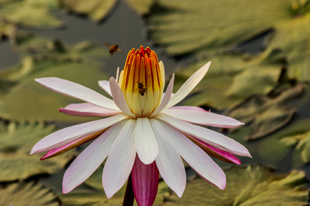 Pink Lotus Flower in the pond in thegarden.の写真素材