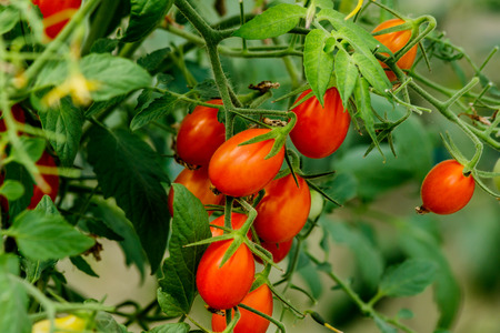 Fresh cherry tomato on a branch in the garden.の写真素材