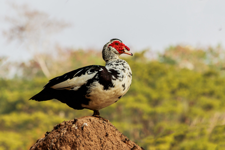 Duck standing on the mound in the farm.の写真素材