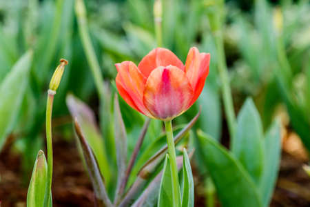 Beautiful tulips in tulip field with bouquet  backgroundの写真素材