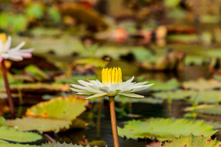 Lotus flower and Lotus flower plants