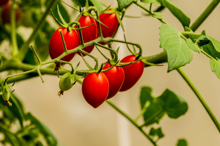 Fresh cherry tomato on a branch in the garden.の写真素材