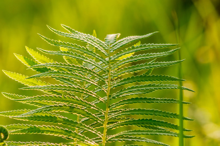 Fern leaf on green garden background.の写真素材