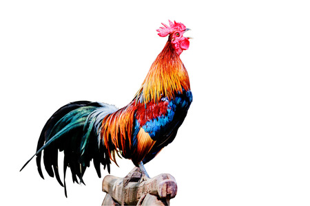 Rooster chicken cockcrow in the morning on the fence isolate white background with clipping path.の写真素材