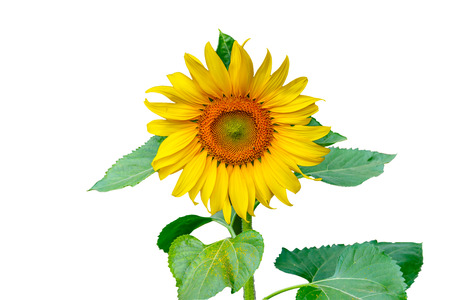Single beautiful sunflower with leaves isolated on a white background with clipping path.の写真素材