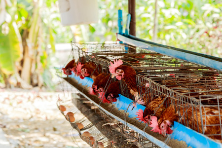 Eggs chicken in the farm of Thailandの写真素材