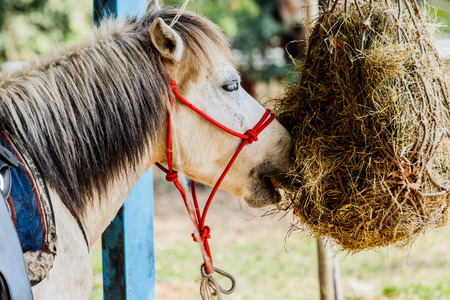 Horses in the paddock eating dry hay summertimeの写真素材