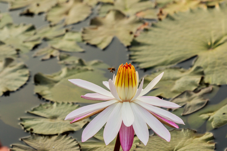 Lotus flower and Lotus flower plantsの写真素材