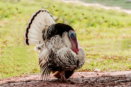 Turkey eating grass in village farm.の写真素材