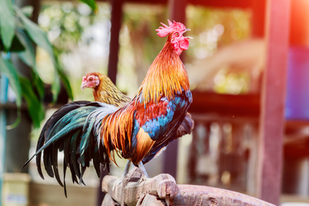 Rooster chicken cockcrow in the morning on the fence isolate whitebackground withclippingpath.の写真素材