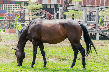 Horse on a green lawn on a farmの写真素材