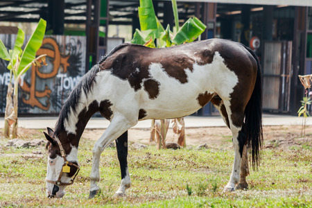 Horse on a green lawn on a farmの写真素材