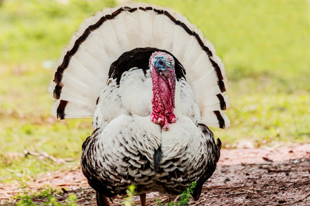 Turkey eating grass in village farm.の写真素材