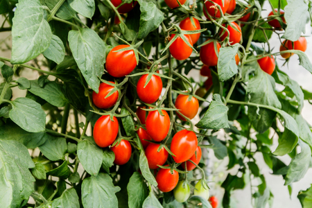 Fresh cherry tomato on a branch in the garden.の写真素材