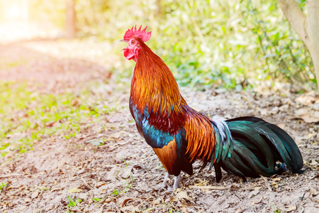Chicken flocks in farm lawns in the early morning sun.の写真素材