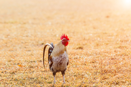 Chicken flocks in farm lawns in the early morning sun.の写真素材