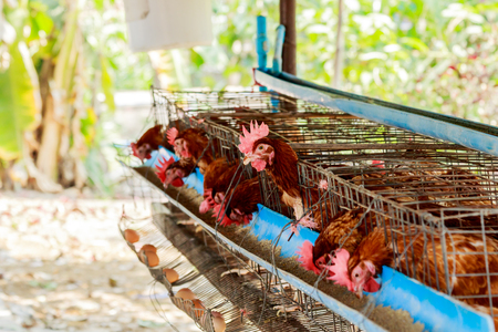 Eggs chicken in the farm of thailandの写真素材