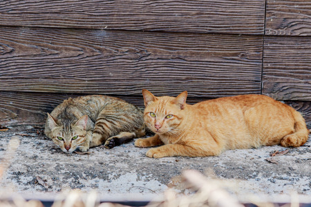 cat yawning near the wall of the houseの写真素材