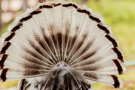 Behind the turkey tail.の写真素材