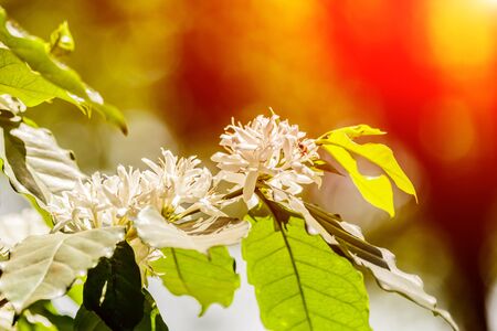 white  coffee flower on coffee tree,の写真素材