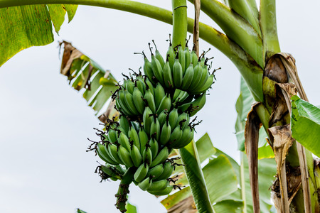 Banana tree with a bunch of bananasの写真素材