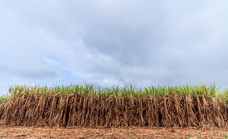 cultivated green sugarcane field with blue skyの写真素材