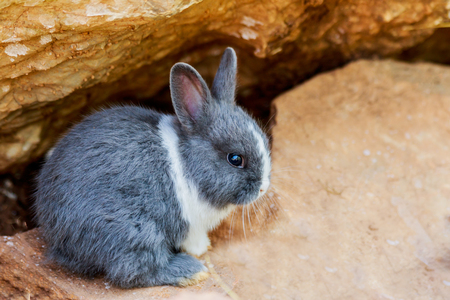 Small rabbit sitting on the stone in farm.の写真素材