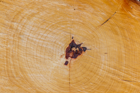 close up wooden cut textureの写真素材