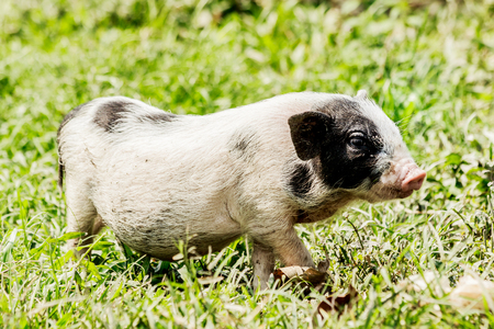 Young funny pig on a spring green grassの写真素材