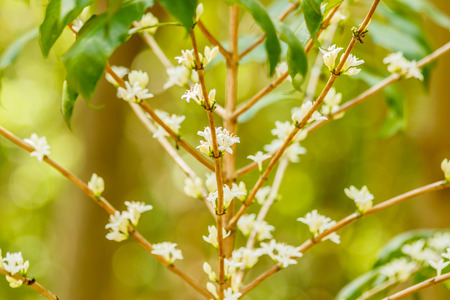 white  coffee flower on coffee tree,の写真素材