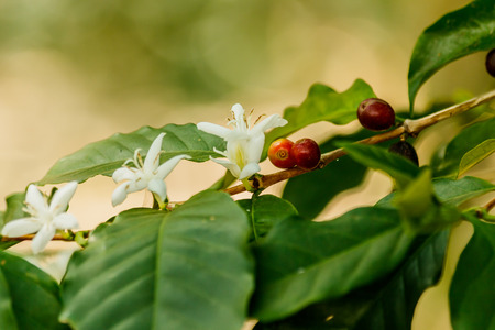 white  coffee flower on coffee tree,の写真素材